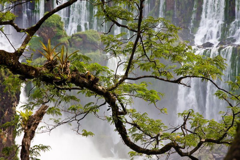 Epiphyte Covered Branch And Iguazú Falls